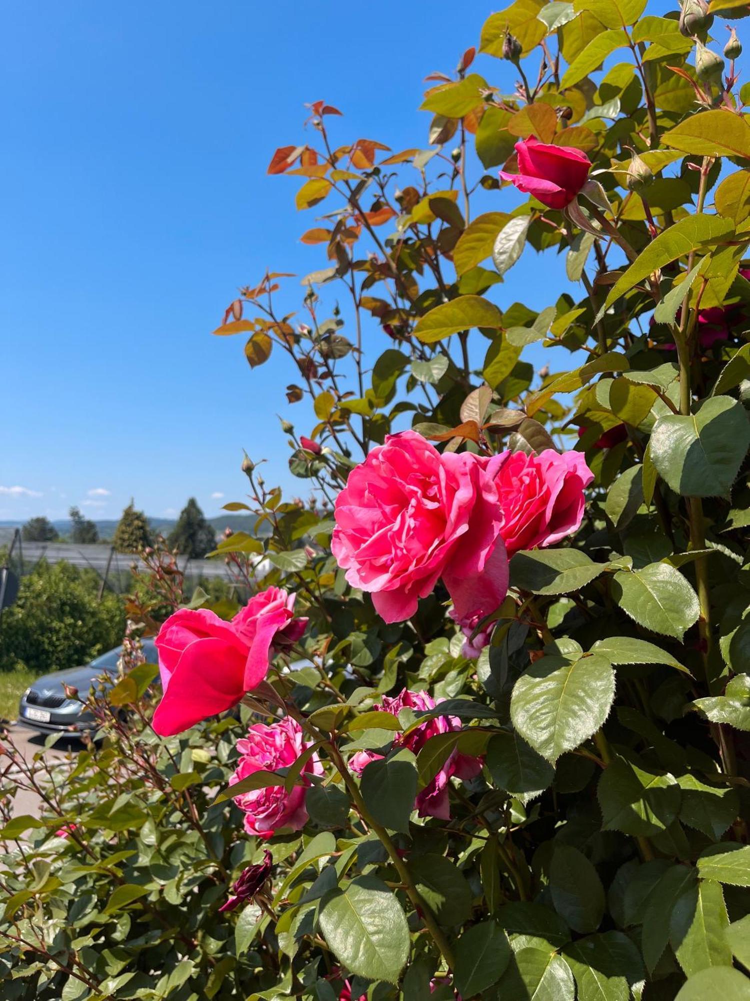 Ferienwohnungen Im Rosengarten Bodman-Ludwigshafen Exteriér fotografie
