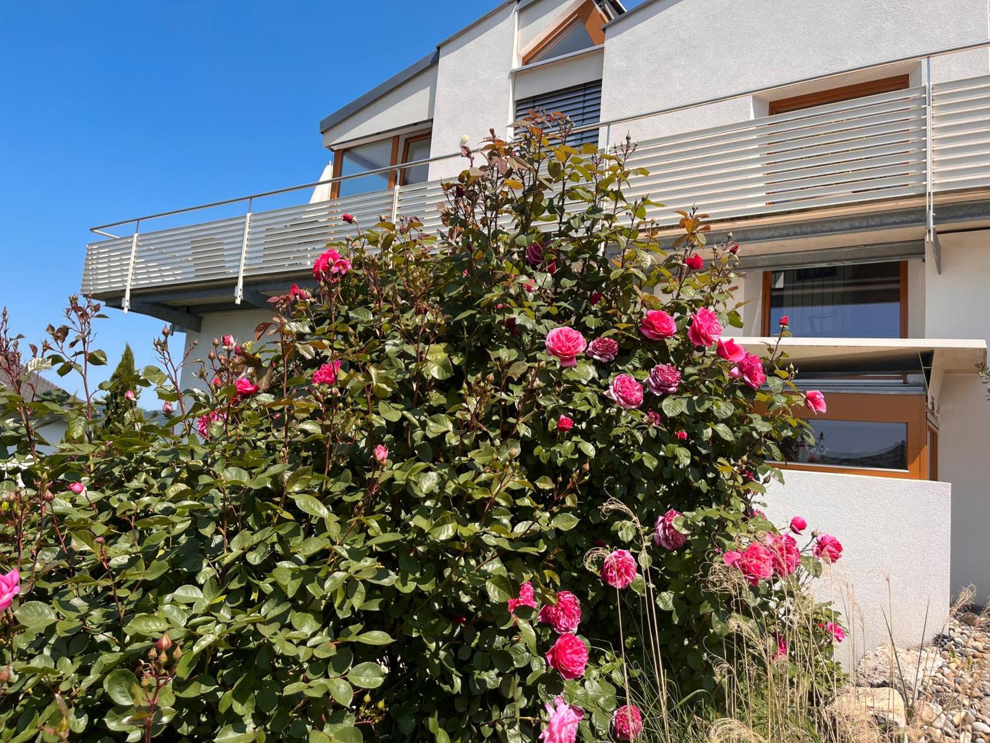 Ferienwohnungen Im Rosengarten Bodman-Ludwigshafen Exteriér fotografie